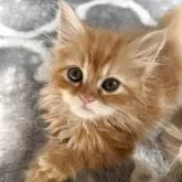 ミヌエット(長足)【埼玉県・男の子・2025年6月24日・レッドダビー】の写真9