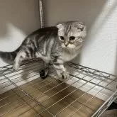 マンチカン(長足)【埼玉県・女の子・2025年5月15日・シルバータビー】の写真9