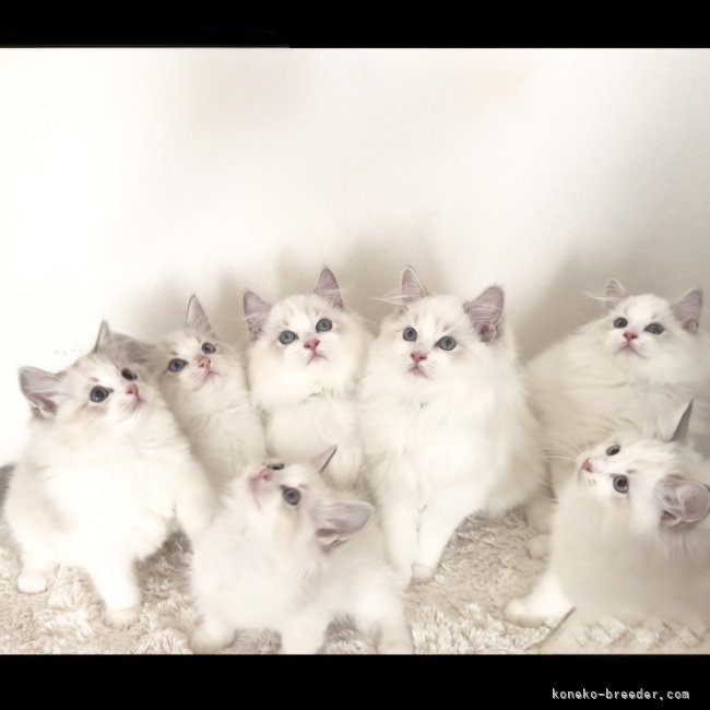 ラグドールの子猫たち｜糸永　桂子(いとなが　けいこ)ブリーダー(愛知県・ラグドールなど・C.A.T  CREDO登録)の紹介写真1
