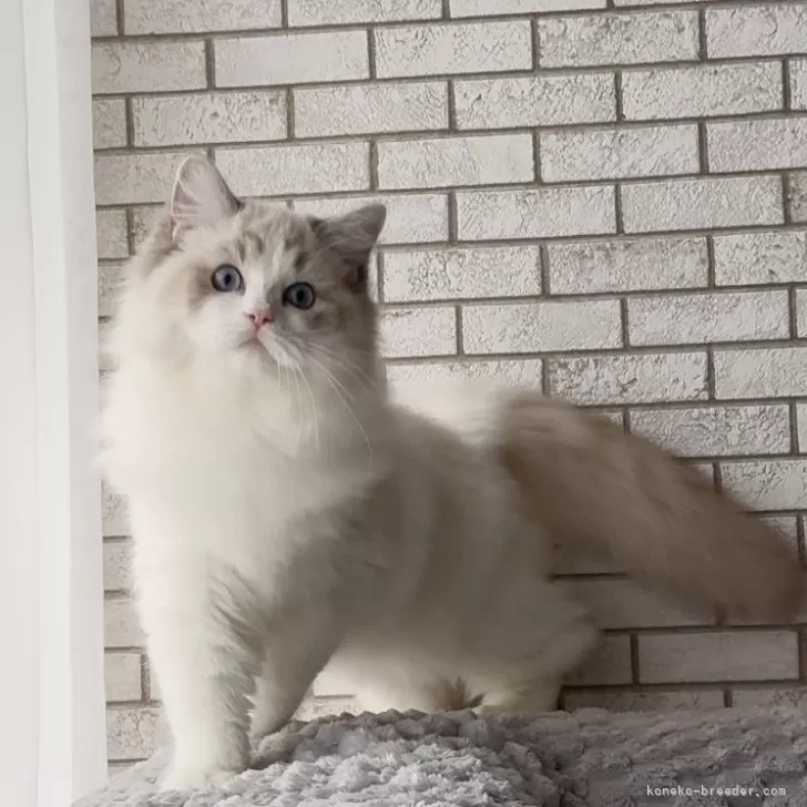 S.Y 様のお迎えした子猫