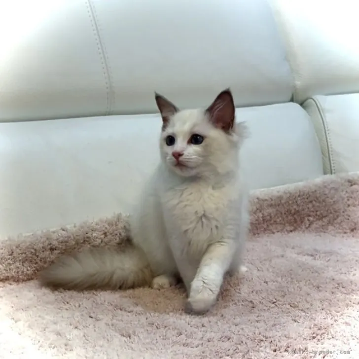 ID:2309-00566の子猫