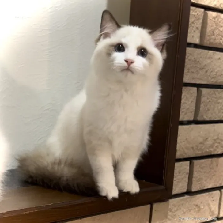 ID：2309-00565の子猫