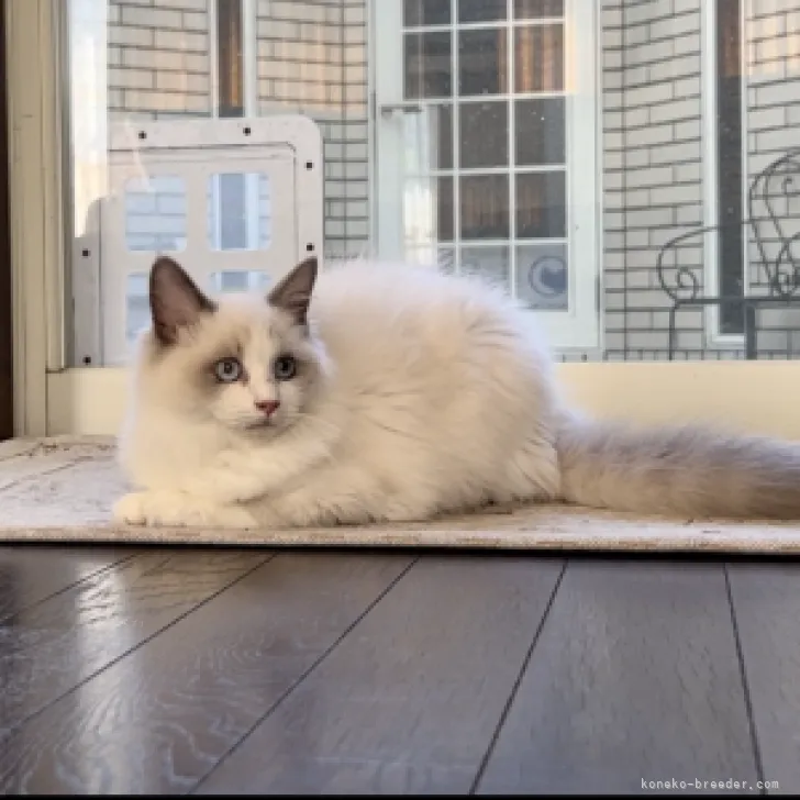 ID:2309-00505の子猫