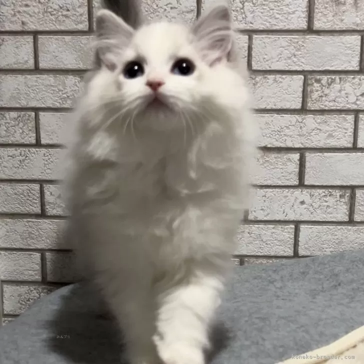 ID：2312-02394の子猫