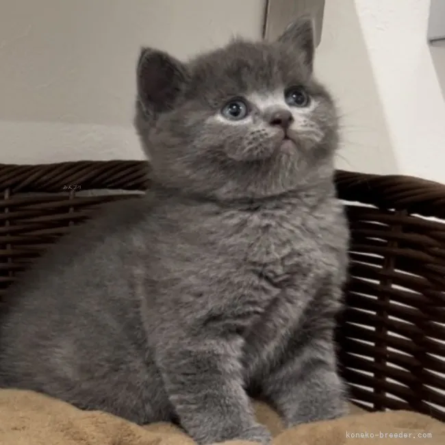 ID:2309-02322の子猫