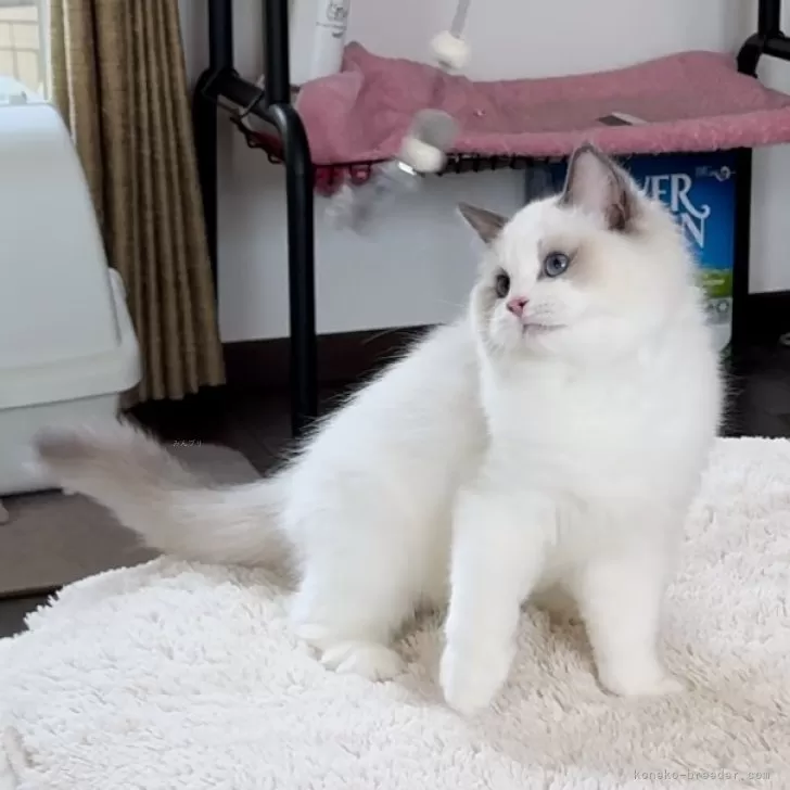 ぎんちゃん 様のお迎えした子猫