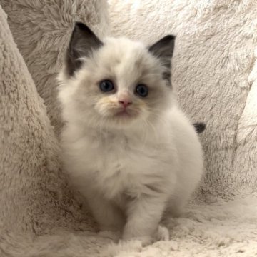ラグドール【愛知県・男の子・2023年11月6日・シールポイントバイカラー】の写真「とても可愛い男の子🩵」