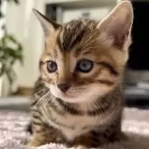 ベンガル【愛知県・女の子・2023年12月8日・ブラックスポテッドタビー】の写真1