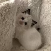 ラグドール【愛知県・女の子・2023年11月6日・シールポイントバイカラー】の写真1「12月下旬撮影」