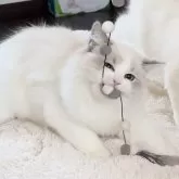 ラグドール【愛知県・男の子・2024年5月11日・シールタビー(リンクス)ポイントバイカラー】の写真2