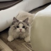 ラグドール【・男の子・2022年9月17日・シールタビーポイントバイカラー】