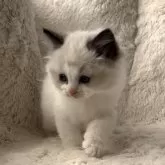 ラグドール【愛知県・女の子・2023年11月6日・シールポイントバイカラー】の写真2「12月下旬撮影」