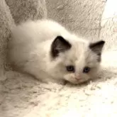 ラグドール【愛知県・男の子・2023年11月6日・シールポイントバイカラー】の写真3「12月下旬撮影」