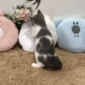 ブリティッシュショートヘア【愛知県・男の子・2021年3月22日・ブルー&ホワイト】の写真3