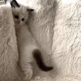 ラグドール【愛知県・女の子・2023年11月6日・シールポイントバイカラー】の写真3「12月下旬撮影」