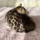 ベンガル【愛知県・女の子・2023年12月8日・ブラックスポテッドタビー】の写真3