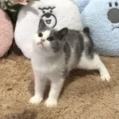 ブリティッシュショートヘア【愛知県・男の子・2021年3月22日・ブルー&ホワイト】の写真4