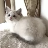 ラグドール【愛知県・男の子・2025年2月26日・シールタビー(リンクス)ポイントバイカラー】の写真10