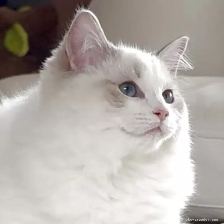 ID：2504-01217の子猫