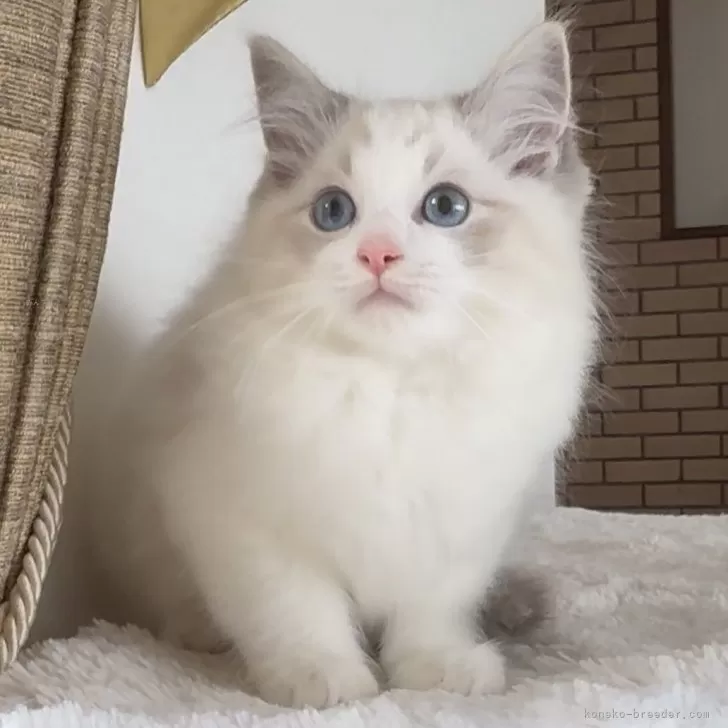 ID：2505-02862の子猫