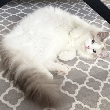 ラグドール【愛知県・女の子・2025年2月26日・ブルータビー(リンクス)ポイントバイカラー】の写真「愛嬌たっぷりです🩷」