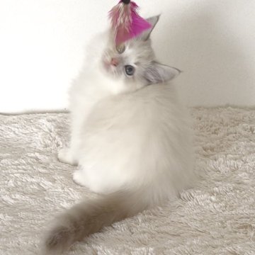 ラグドール【愛知県・男の子・2025年9月4日・シールタビー(リンクス)ポイントバイカラー】の写真「顔立ち綺麗✨」