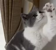 ブリティッシュショートヘア【愛知県・男の子・2024年10月24日・ブルー&ホワイト】の写真3