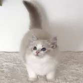 ラグドール【愛知県・女の子・2025年9月4日・シールタビー(リンクス)ポイントバイカラー】の写真4