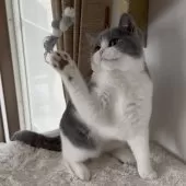 ブリティッシュショートヘア【愛知県・男の子・2024年10月24日・ブルー&ホワイト】の写真5