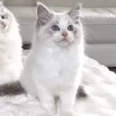 ラグドール【愛知県・男の子・2025年2月26日・シールタビー(リンクス)ポイントバイカラー】の写真5