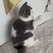 ブリティッシュショートヘア【愛知県・男の子・2024年10月24日・ブルー&ホワイト】の写真6