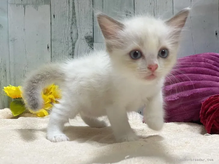 ID：2108-01220の子猫