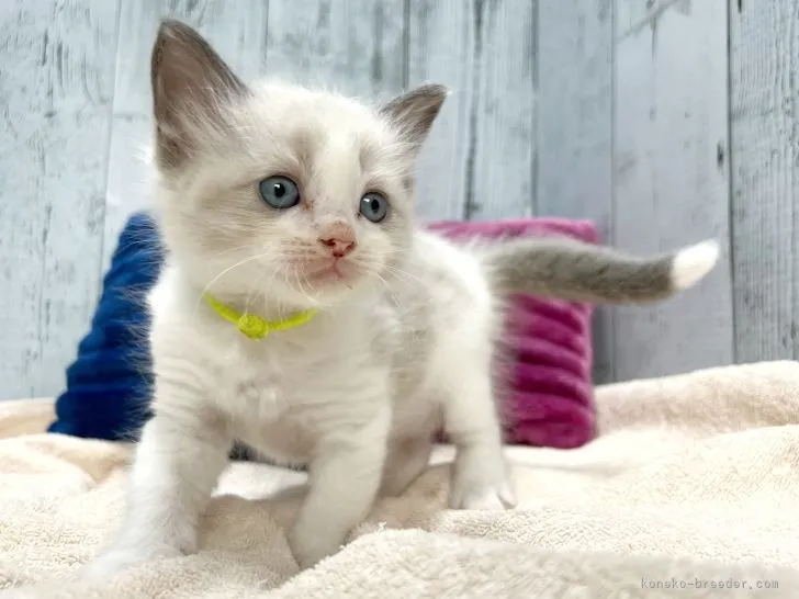 ID:2205-00476の子猫