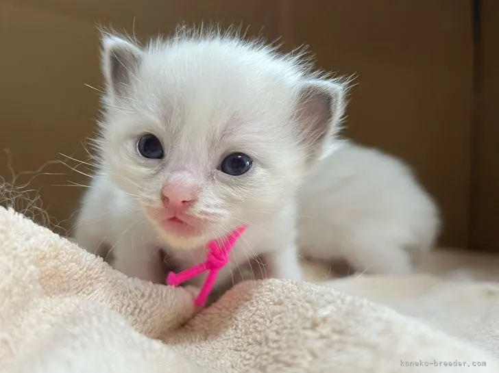ID:2205-03025の子猫