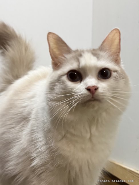 ラグドール【・女の子・2023年6月19日・ブルーポイントバイカラー】