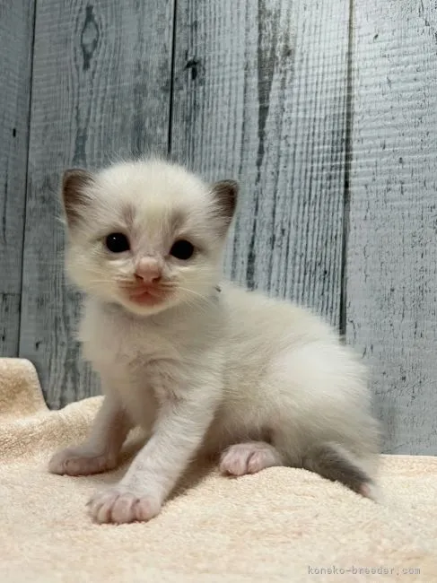 ID:2205-00163の子猫