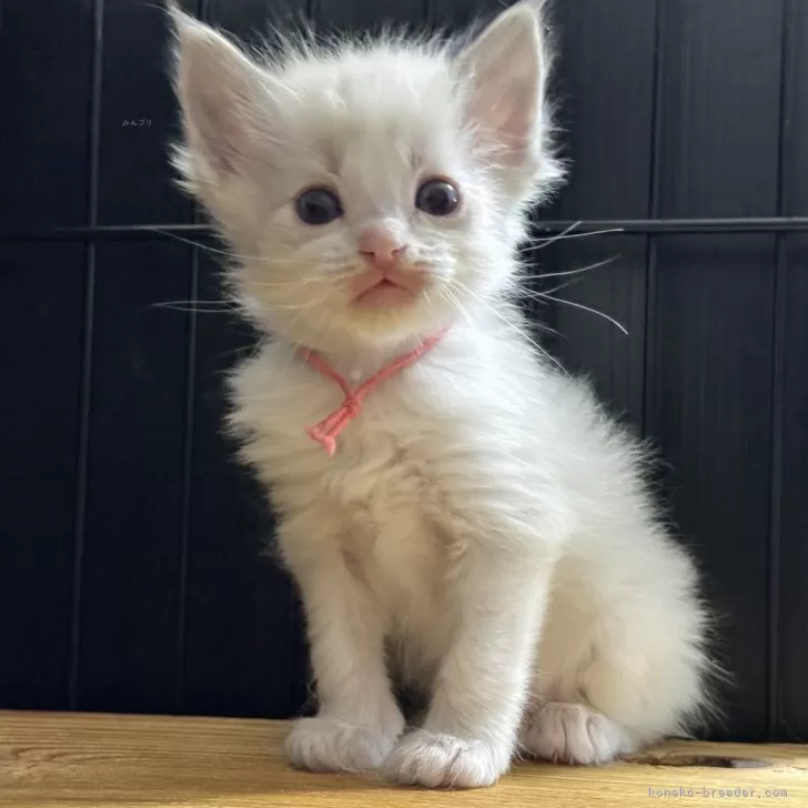 ID:2403-01801の子猫