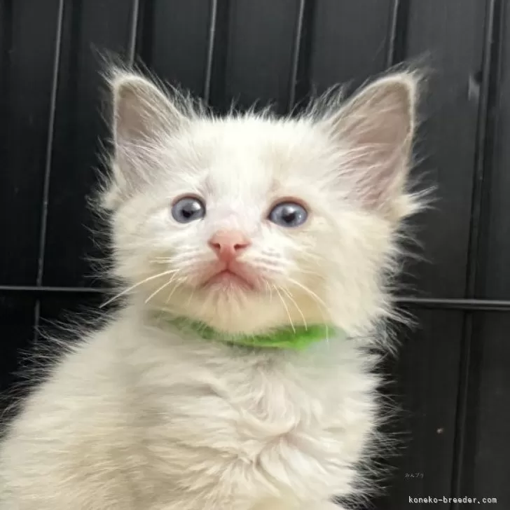 ID:2404-01849の子猫