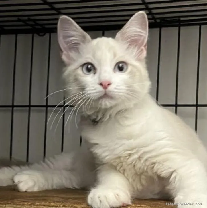 ID:2207-01748の子猫