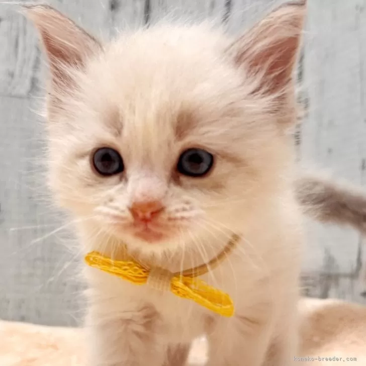 ID:2401-00608の子猫