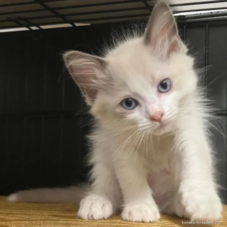 ID:2208-03178の子猫