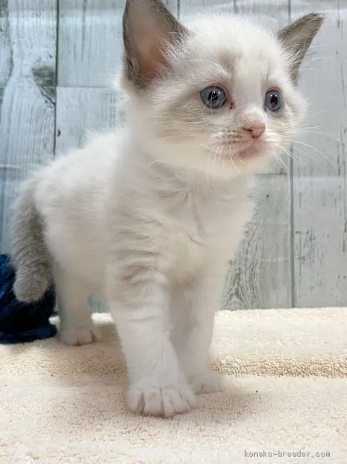 H.S 様のお迎えした子猫