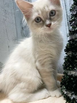 ラグドール【愛知県・女の子・2021年9月15日・ブルーポイント】の写真「可愛いお顔の女の子♡」