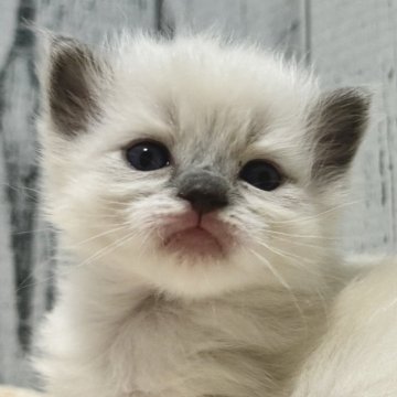 ラグドール【愛知県・女の子・2024年2月11日・ブルーポイント】の写真「綺麗な顔の男の子♩」