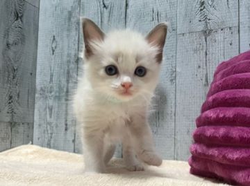ラグドール【愛知県・男の子・2022年1月4日・ブルーポイントバイカラー】の写真「とっても可愛い男の子♩」
