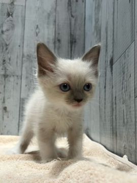 ラグドール【愛知県・女の子・2021年11月26日・ブルーポイント】の写真「小顔で可愛い女の子♡」