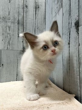 ラグドール【愛知県・男の子・2021年11月26日・ブルーポイントバイカラー】の写真「とっても可愛い男の子⭐︎」