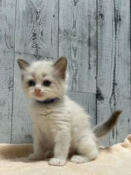 ラグドール【愛知県・男の子・2021年11月26日・ブルーポイントバイカラー】の写真「とっても可愛い男の子⭐︎」