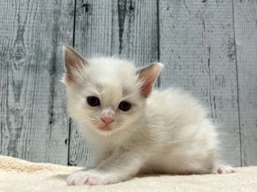 ラグドール【愛知県・女の子・2022年1月4日・ブルーポイントバイカラー】の写真「とっても可愛い女の子♡」