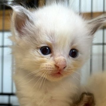 ラグドール【愛知県・男の子・2023年4月23日・ブルーポイントバイカラー】の写真「綺麗な顔の男の子⭐︎」